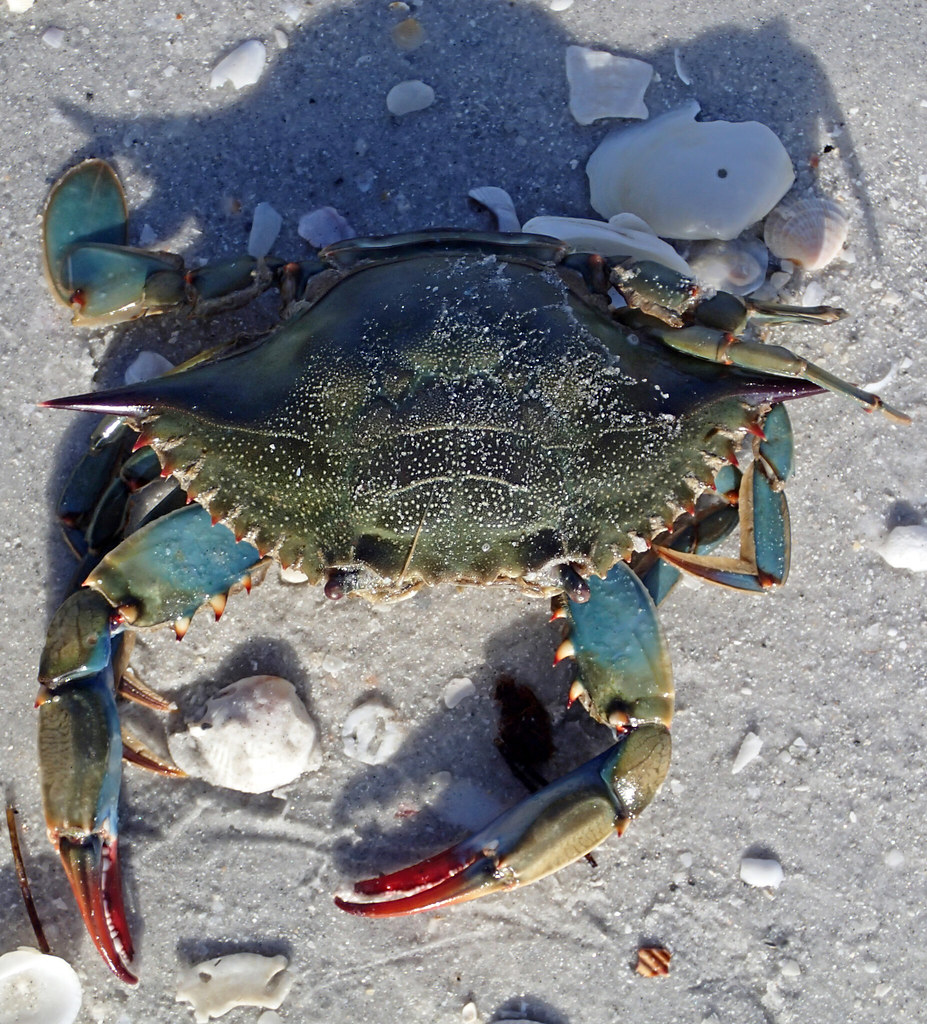 blue crab (Callinectes sapidus)