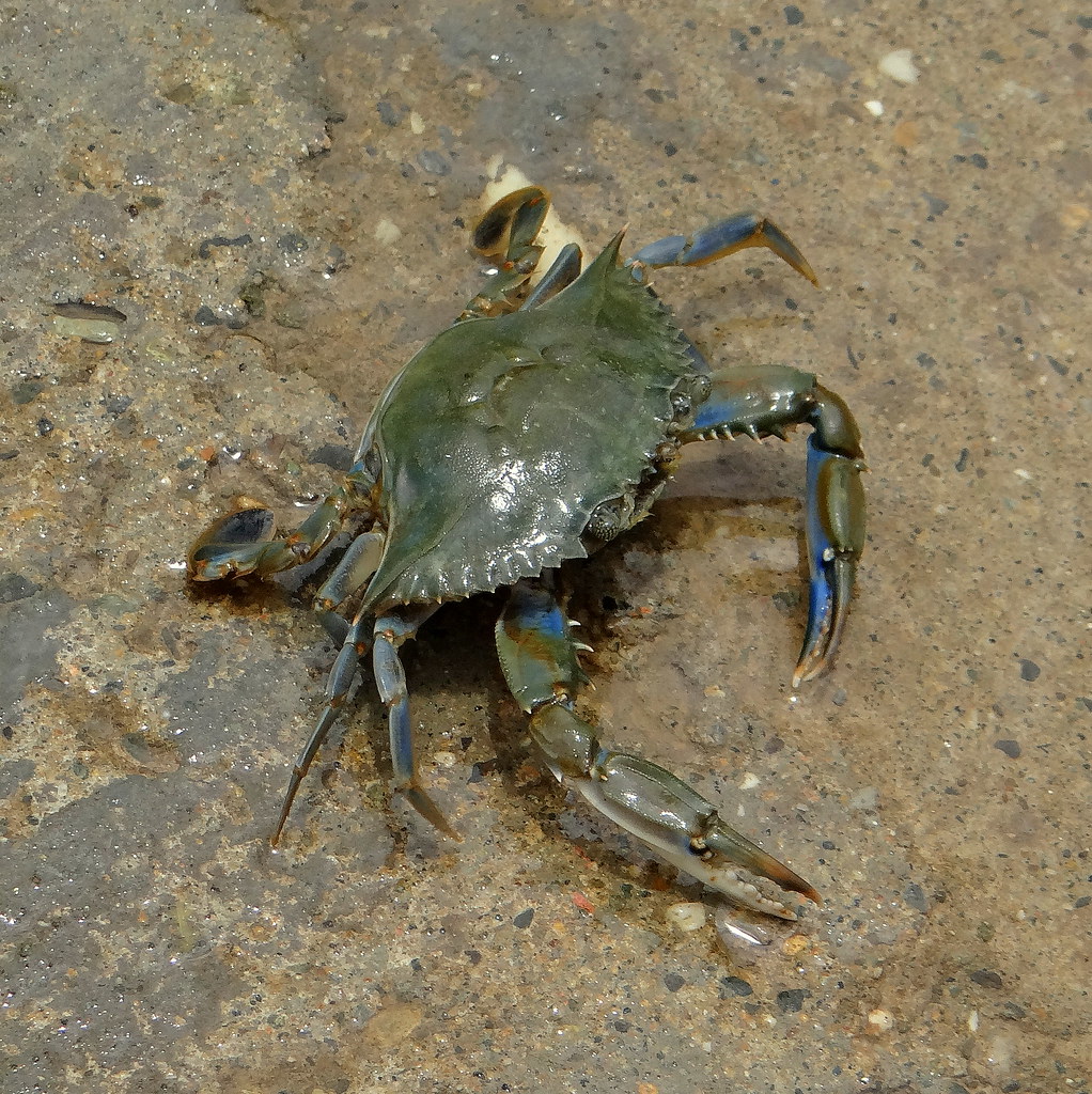 blue crab (Callinectes sapidus)