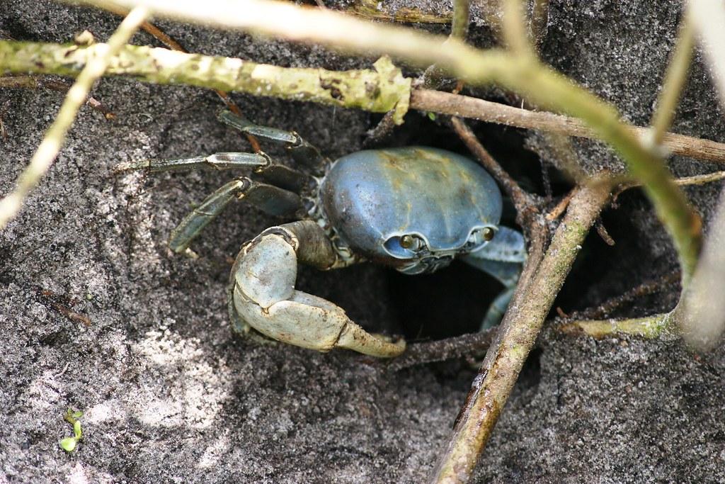 Blue Land Crab