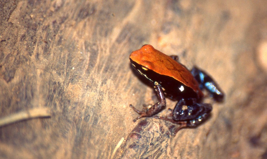 Blue-legged Mantella