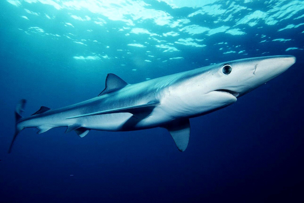 blue sharks prionace glauca