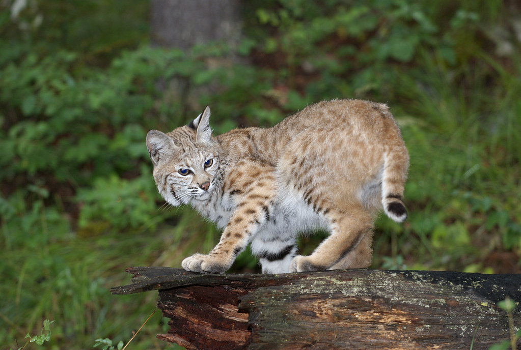 Bobcats