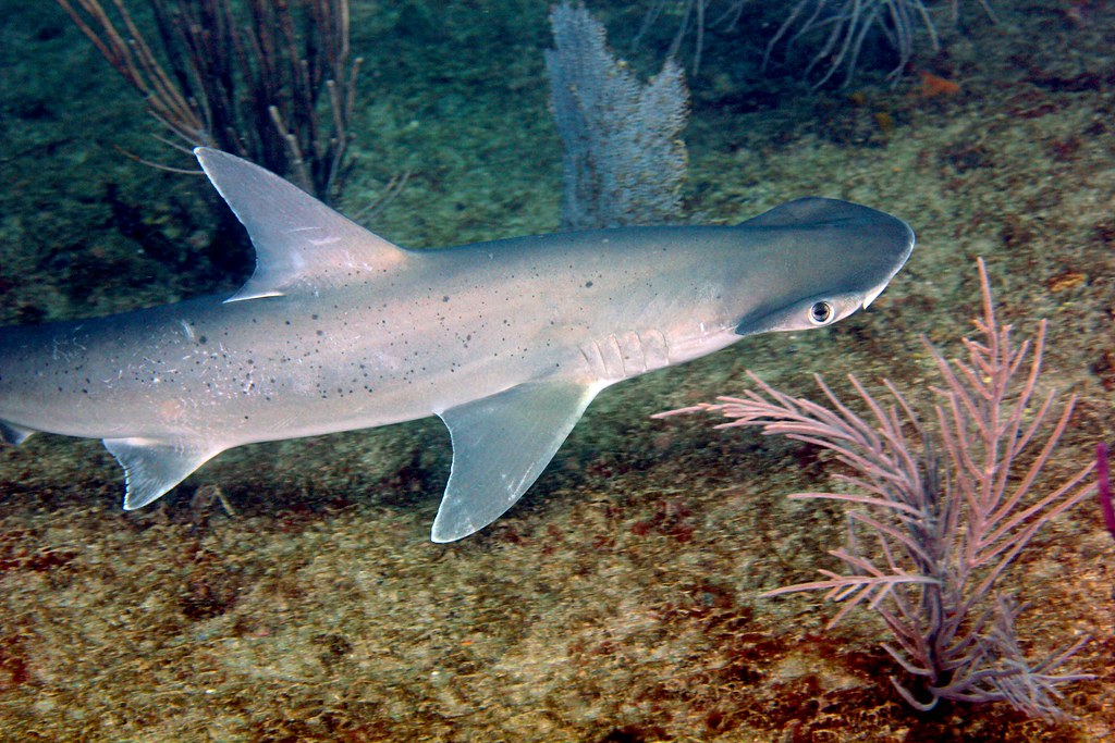 Bonnethead sharks (Sphyrna tiburo)