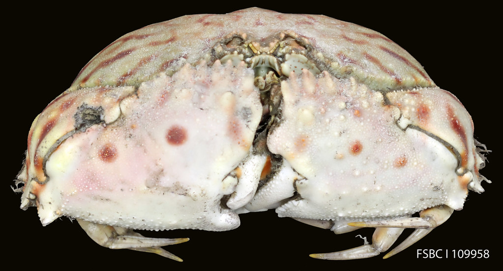 Box Crab