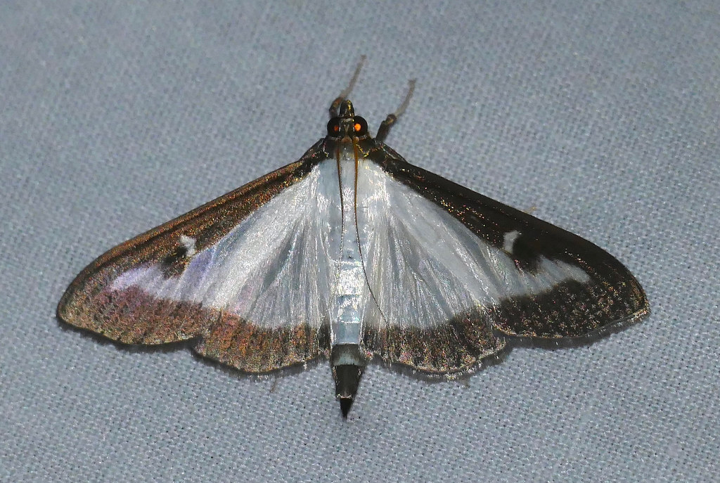 Box Tree Moth