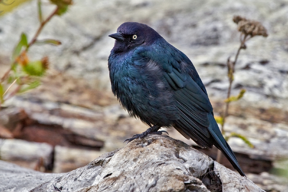 Brewer's Blackbird