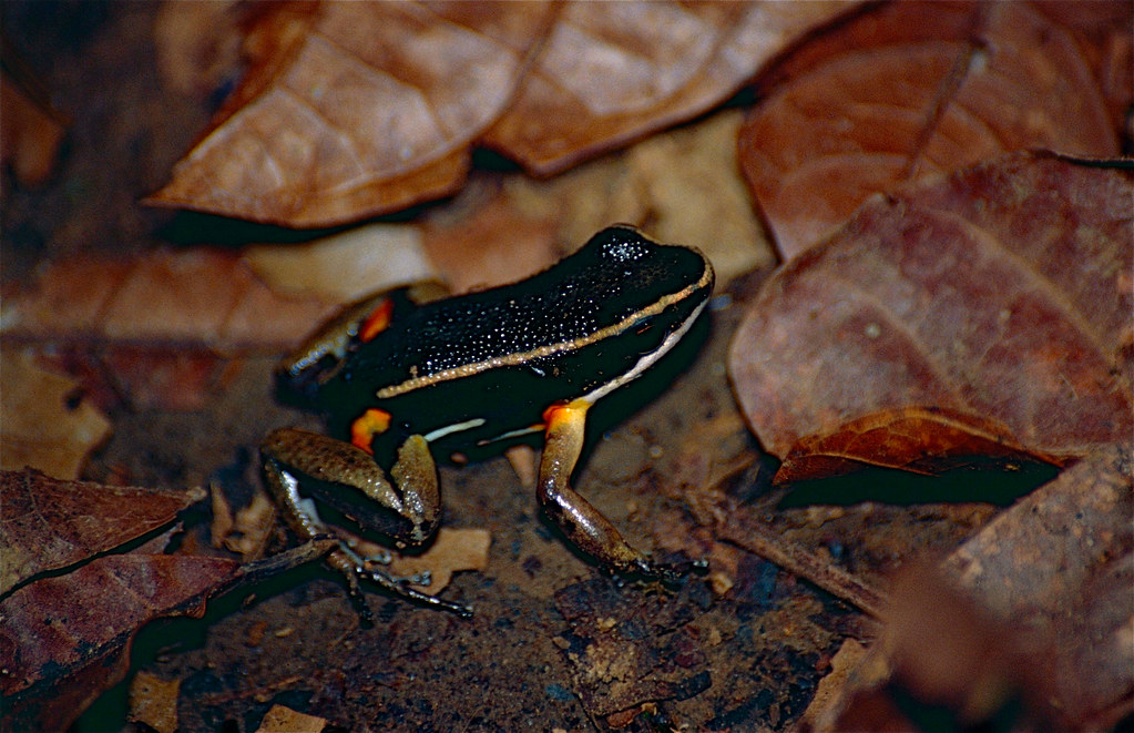 Brilliant-Thighed Poison Frog