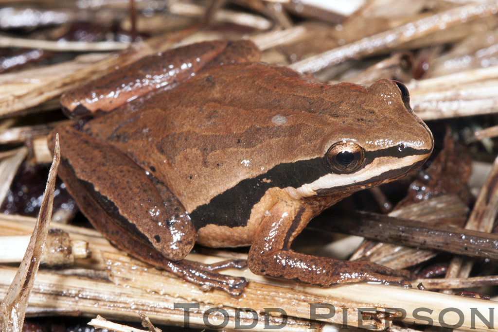 Brimley's Chorus Frog