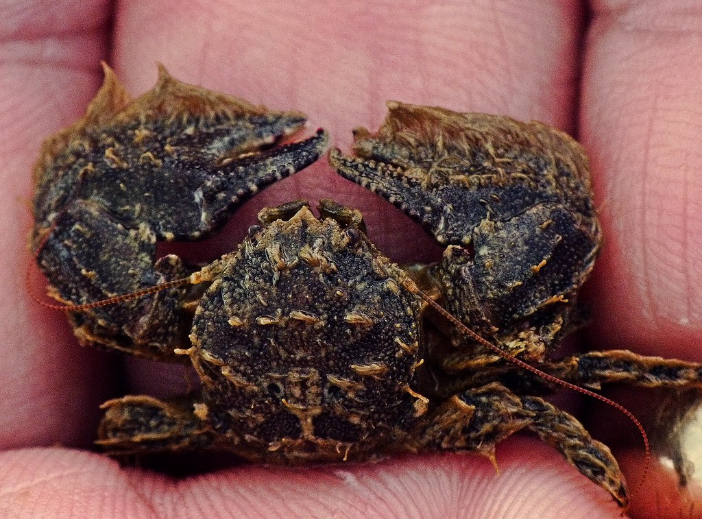 Broad-clawed Porcelain Crab