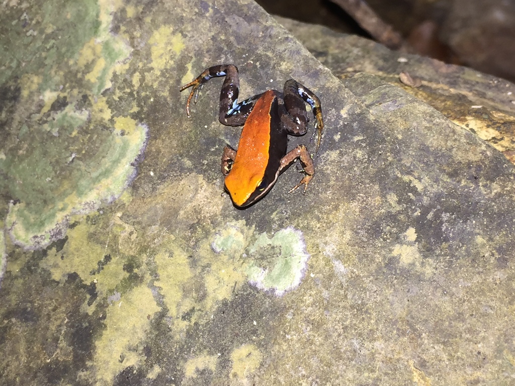 bronze mantella