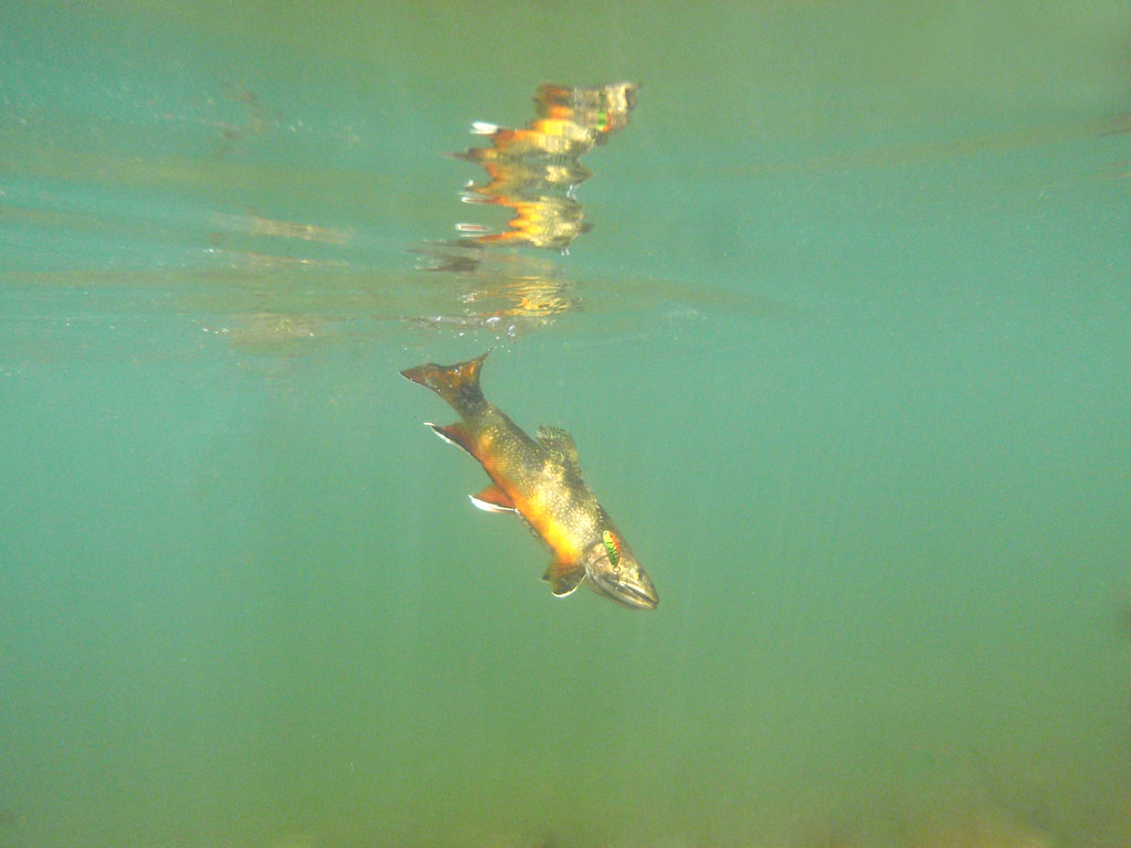 Brook Trout