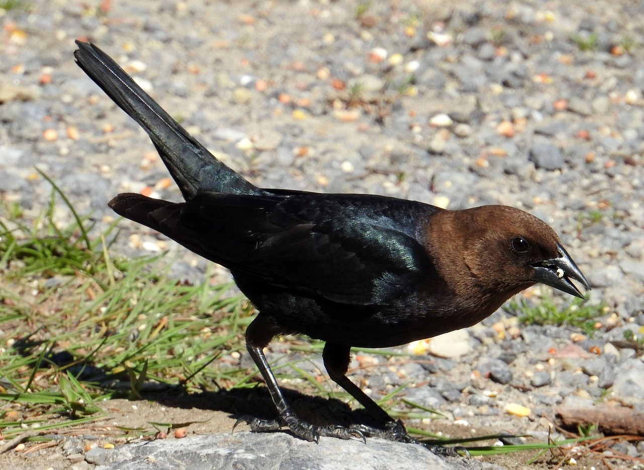 Brown-headed Cowbird