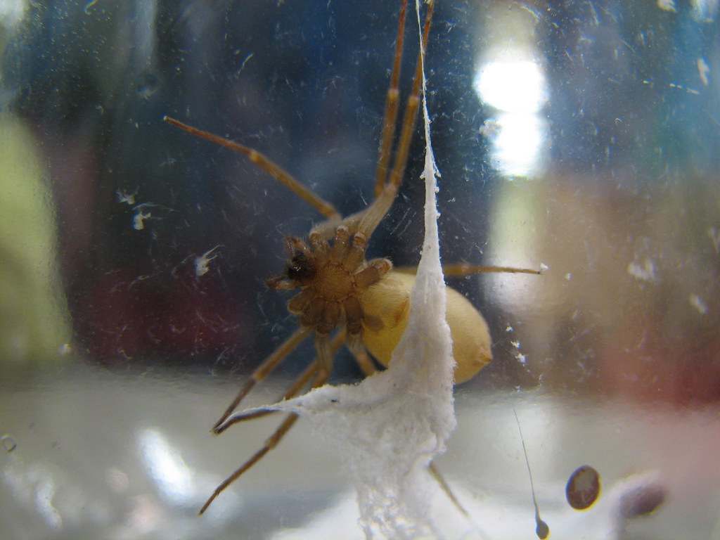 Brown Recluse Spider