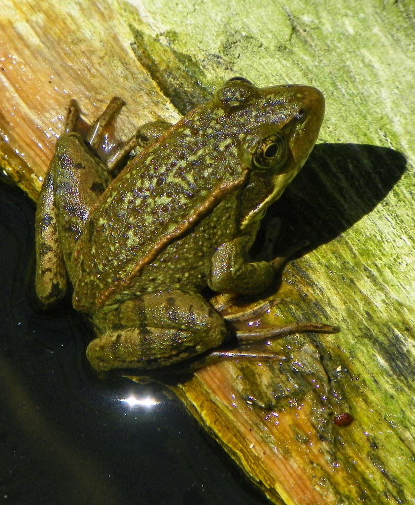 California Red-Legged Frog