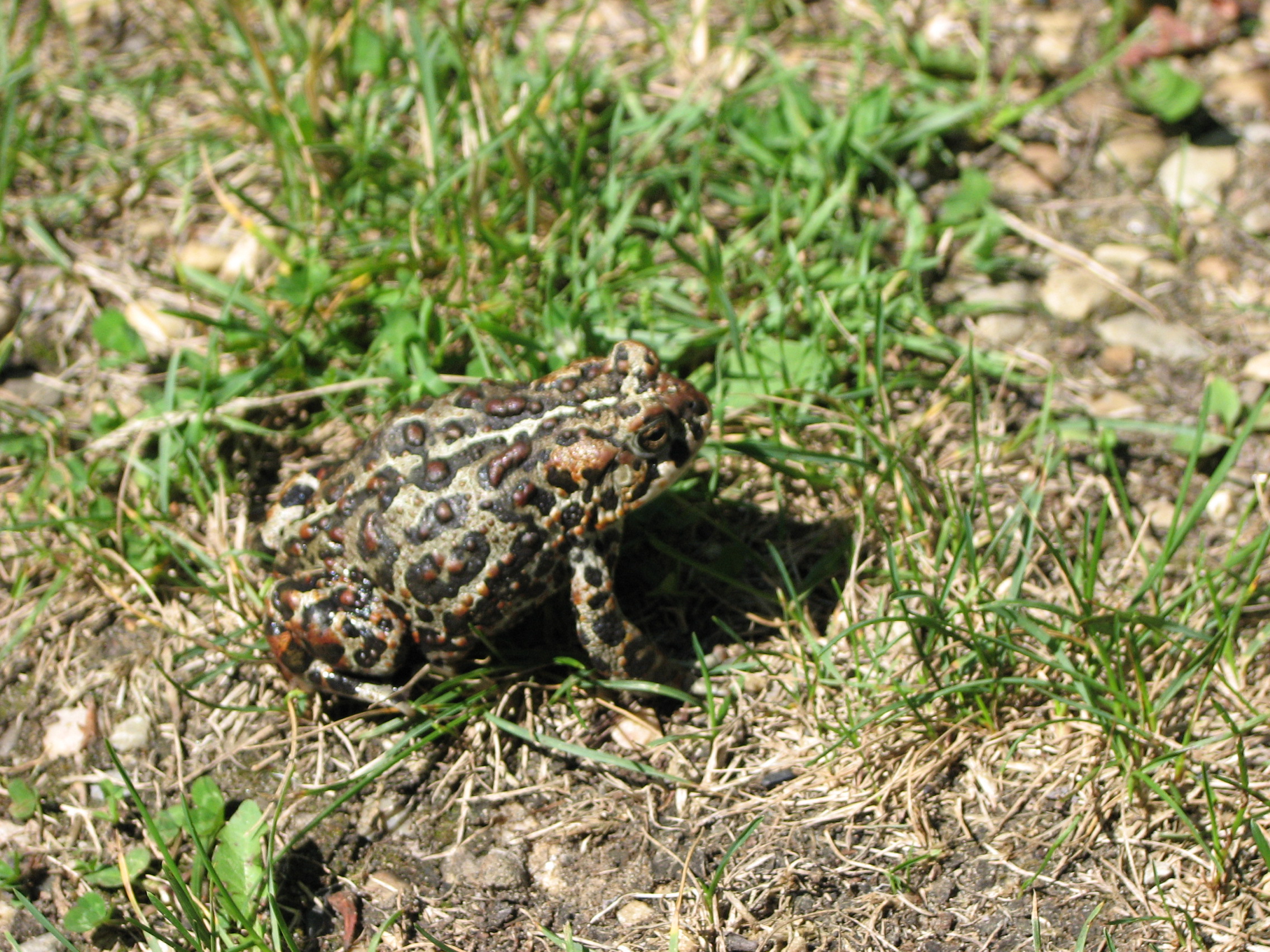 Canadian toad (Anaxyrus hemiophrys)
