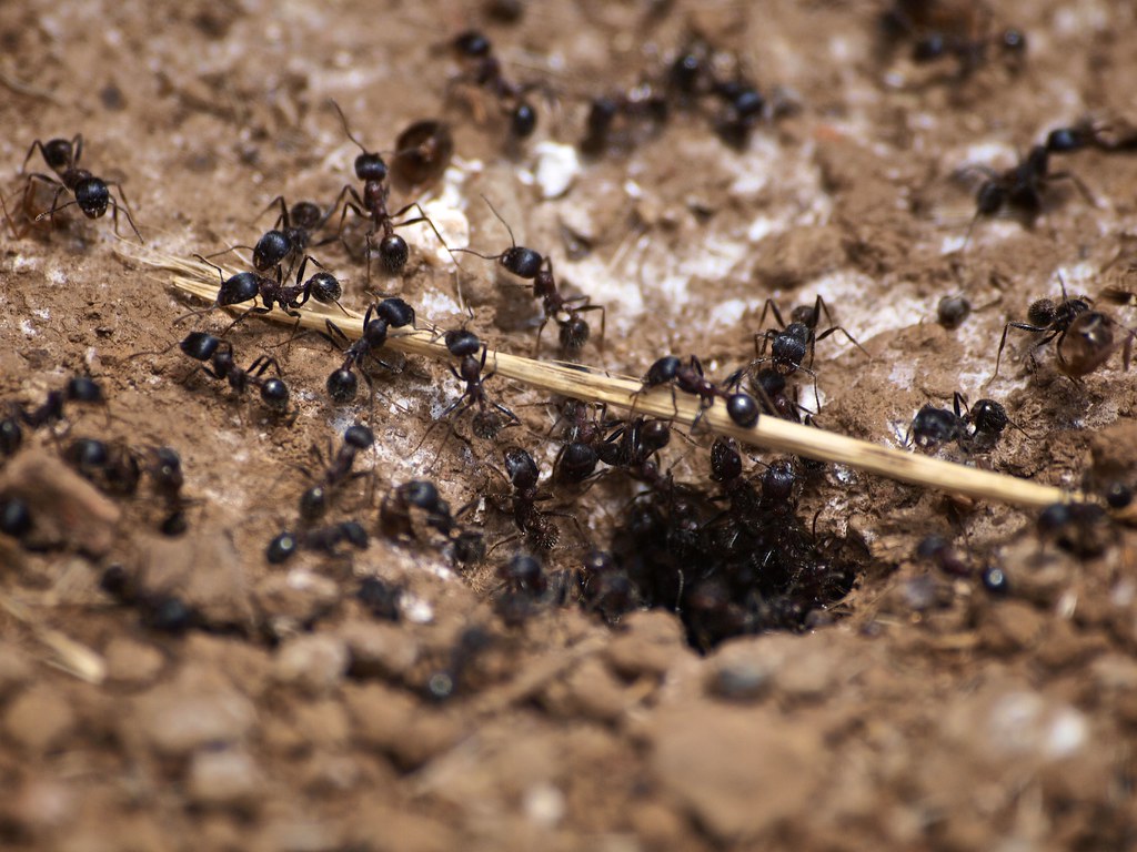 Carpenter Ants