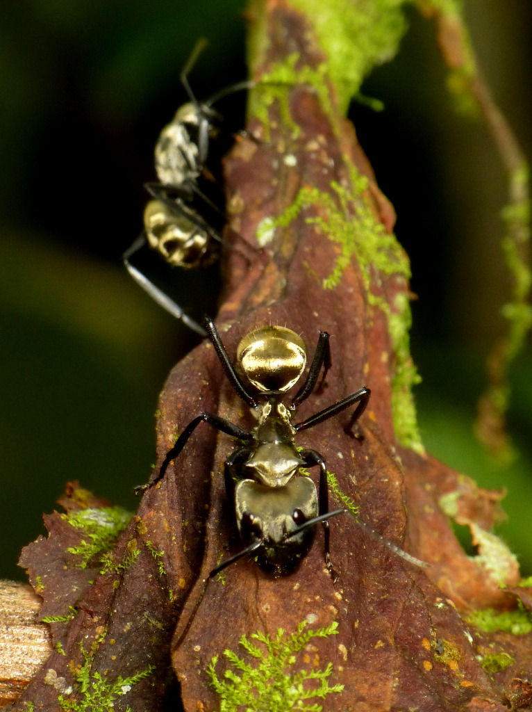 Carpenter Ants