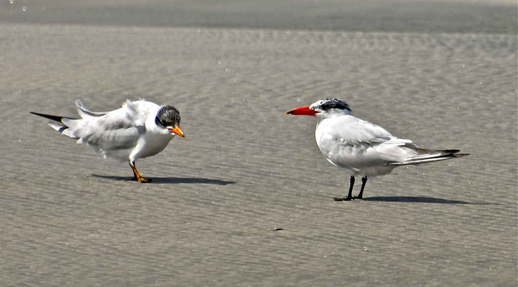 Caspian Tern