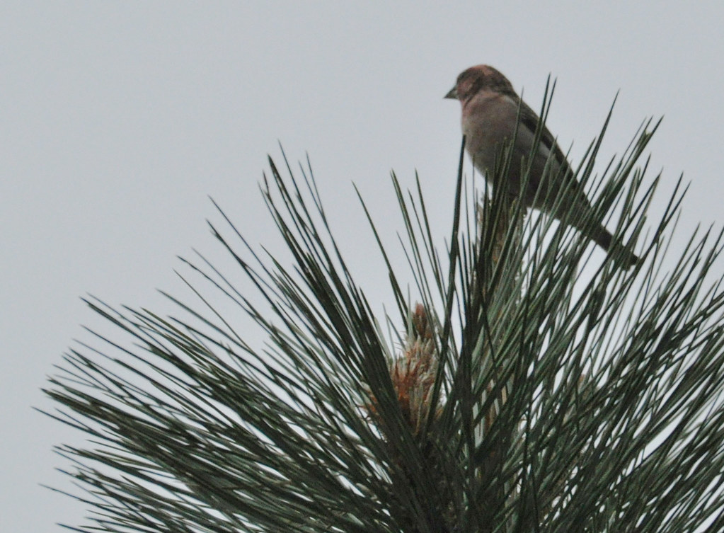Cassin's Finch (Haemorhous cassinii)