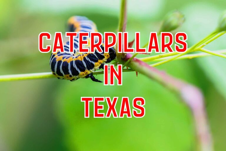 12 Common Caterpillars You’ll Find in Central Texas