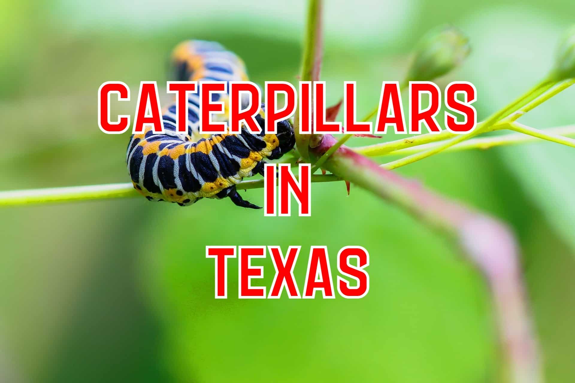 caterpillars in central texas