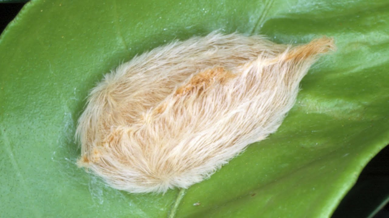 caterpillars in florida that sting