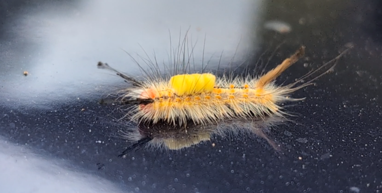 7 Stinging Caterpillars Every Louisiana Gardener Must Watch For