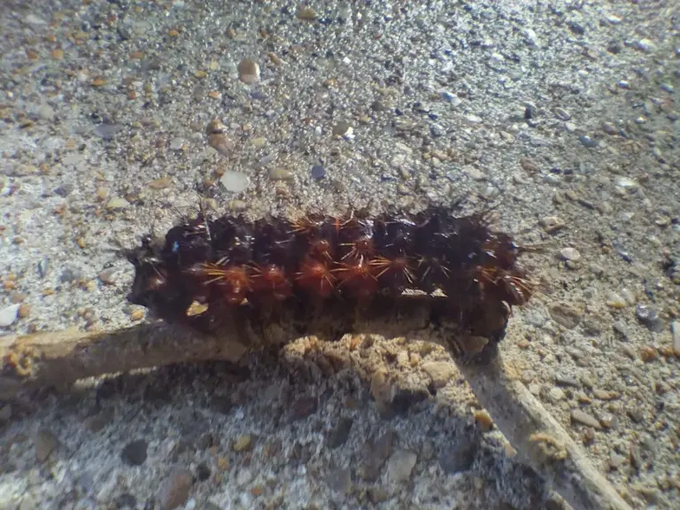Meet 12 Caterpillars Common in South Texas Gardens and Wild Areas