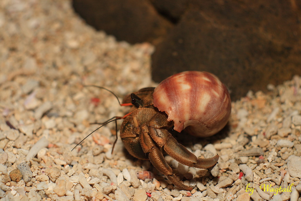 Cavipe hermit crabs (Coenobita cavipes)