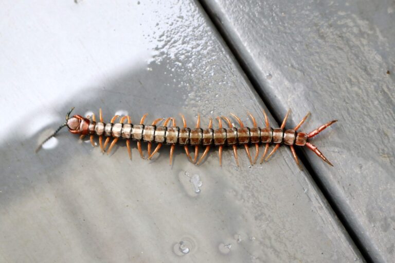 6 Dangerous Centipedes in North Carolina You Need to Identify