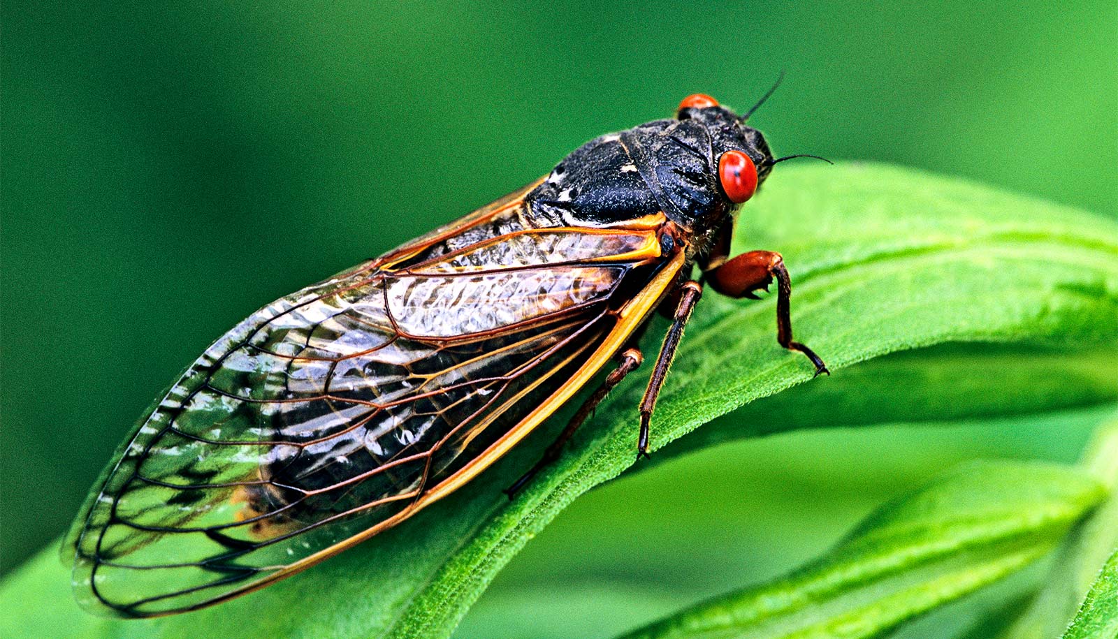 cicadas in tennessee