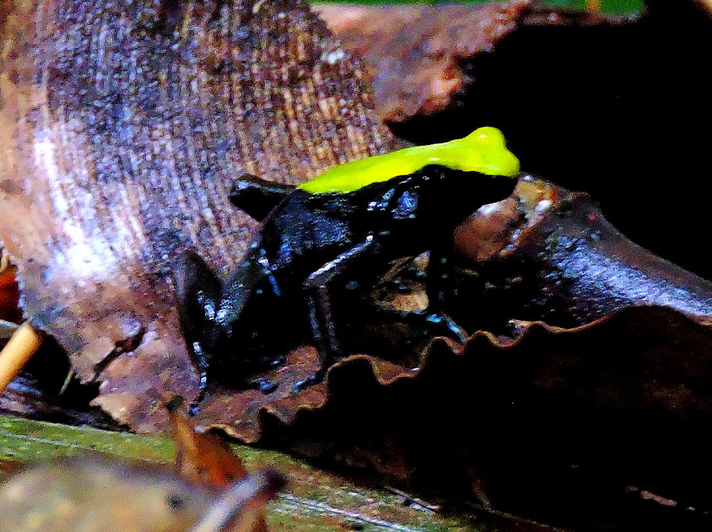 Climbing Mantella