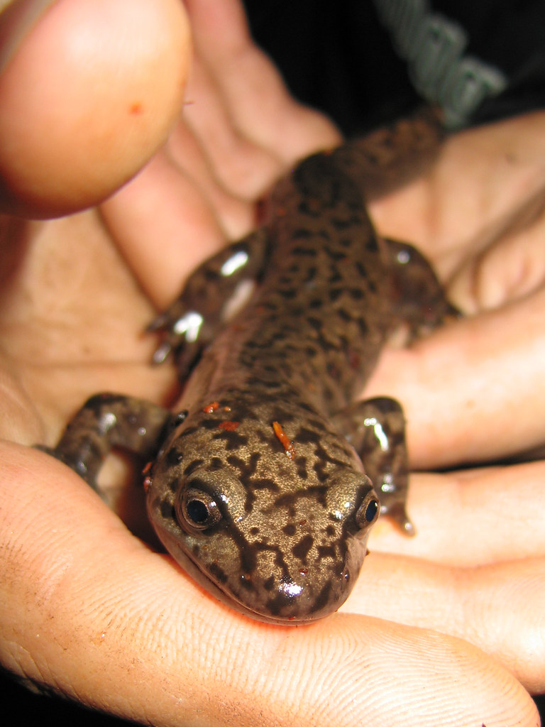 Coastal Giant Salamander