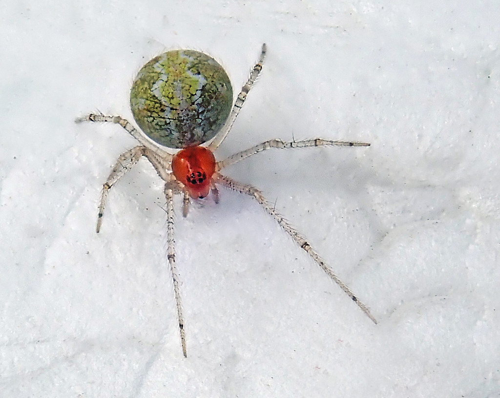 Cobweb / Comb-Footed Spiders