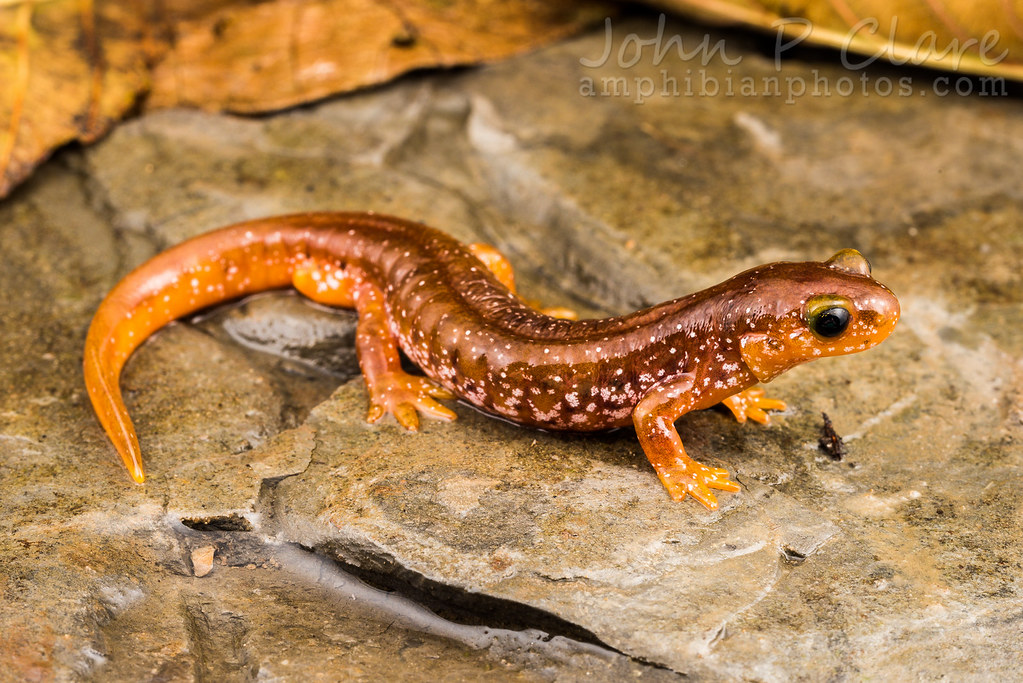 Columbia Spotted Salamander