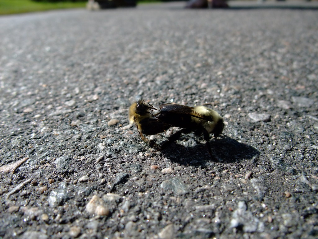 Common Eastern Bumblebee