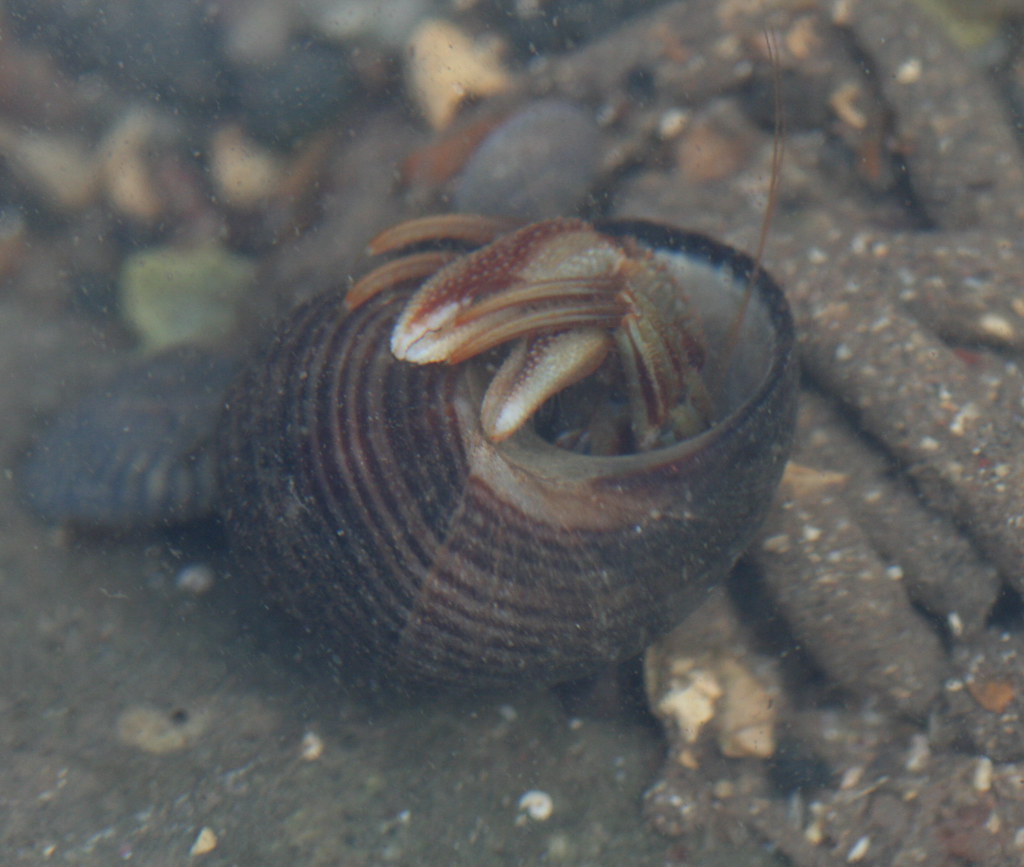 common hermit crab (Pagurus bernhardus)