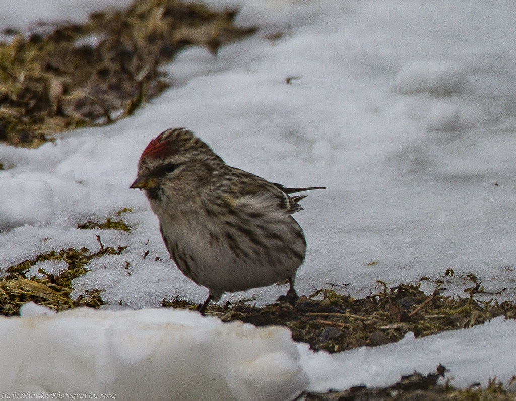 Common Redpoll (Acanthis flammea)