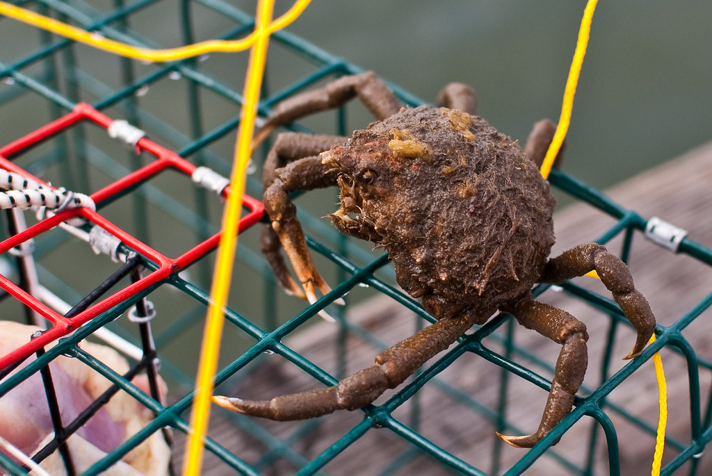 common spider crab (Libinia emarginata)