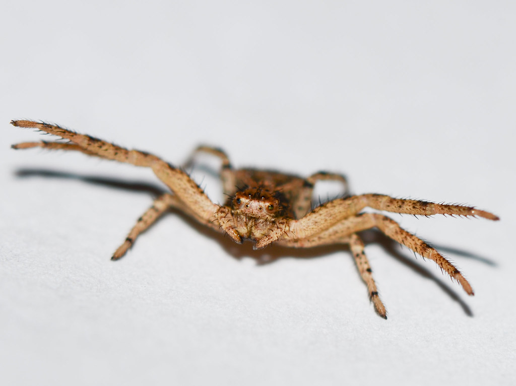Crab Spiders