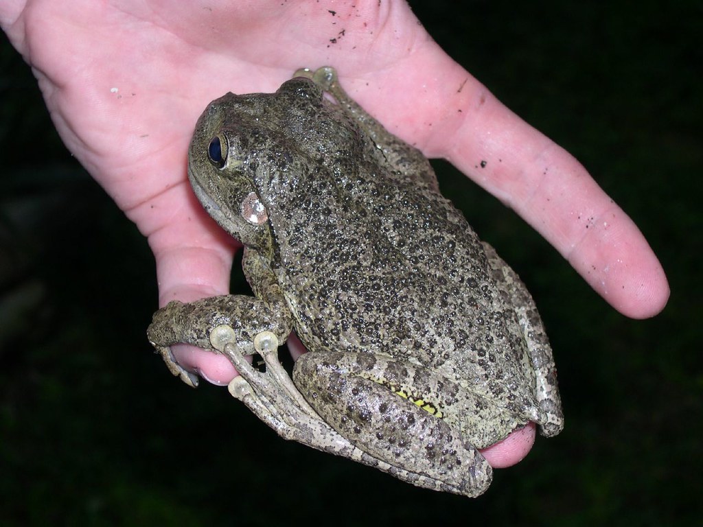 Cuban Treefrog