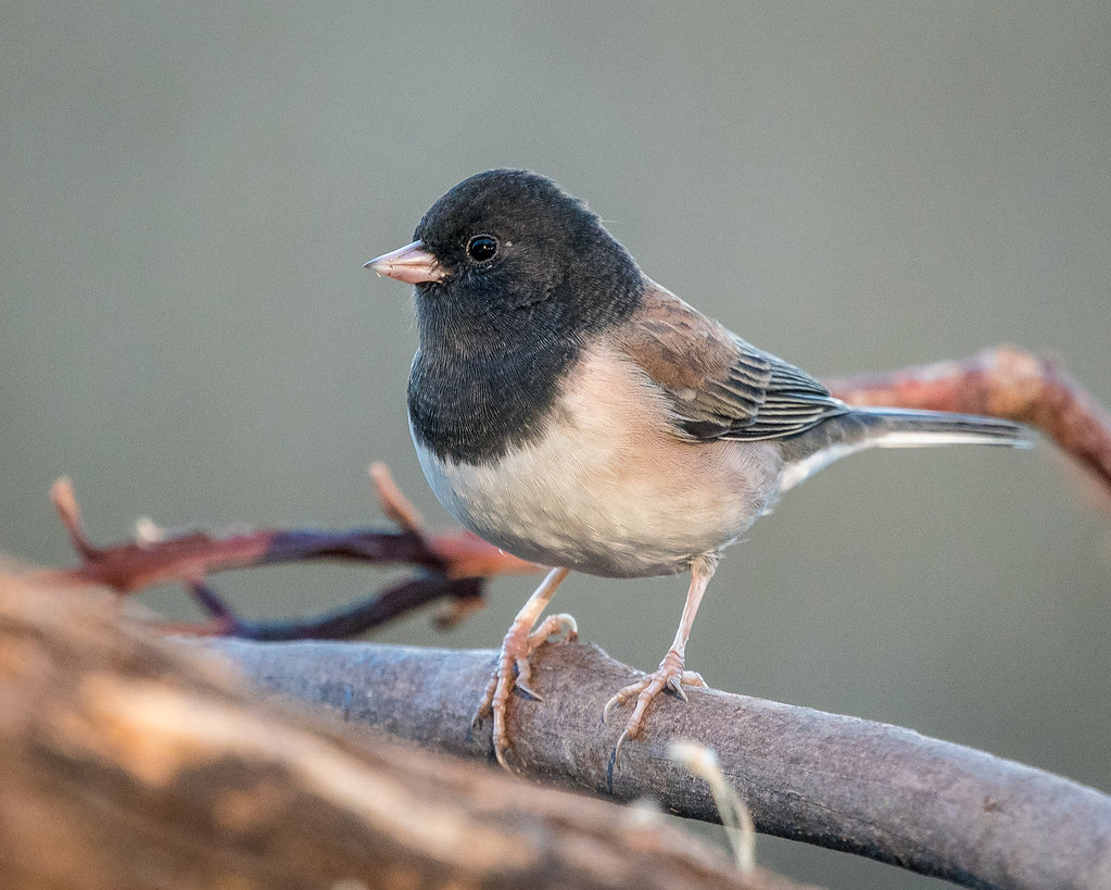 Dark-eyed Junco