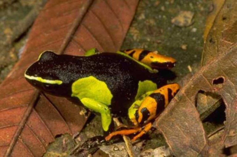 12 Mantella Frog Species in Madagascar: Complete Visual Guide