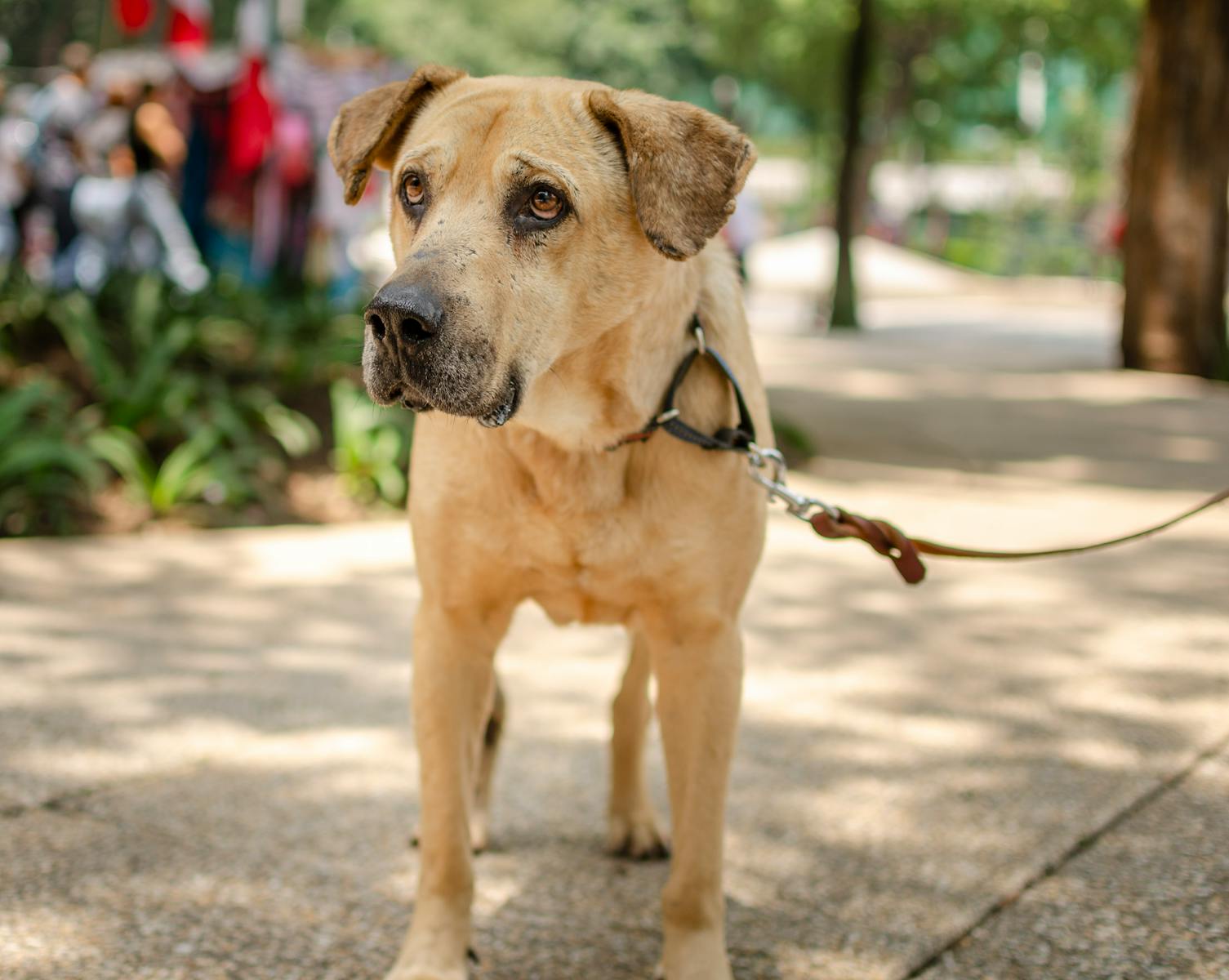 Dog Leash Laws in Broward County