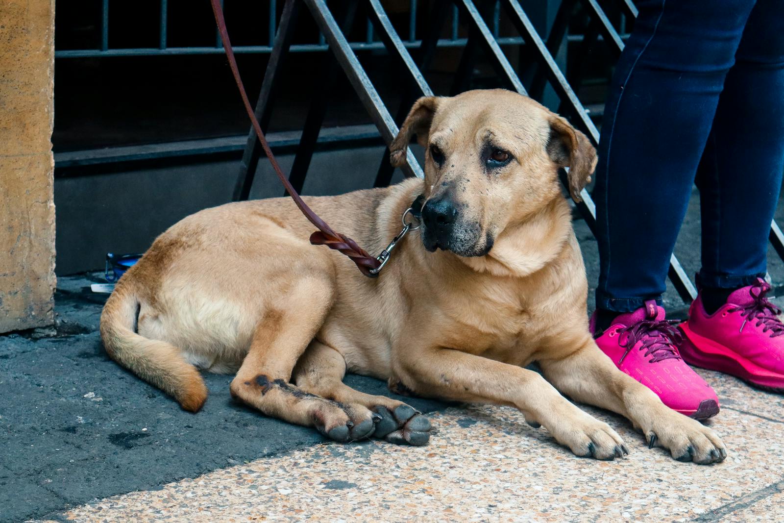 Dog Leash Laws in Dallas Texas