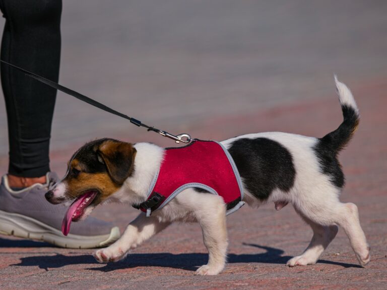Dog Leash Laws in Florida: Your Guide to Rules, Exceptions & Responsible Ownership