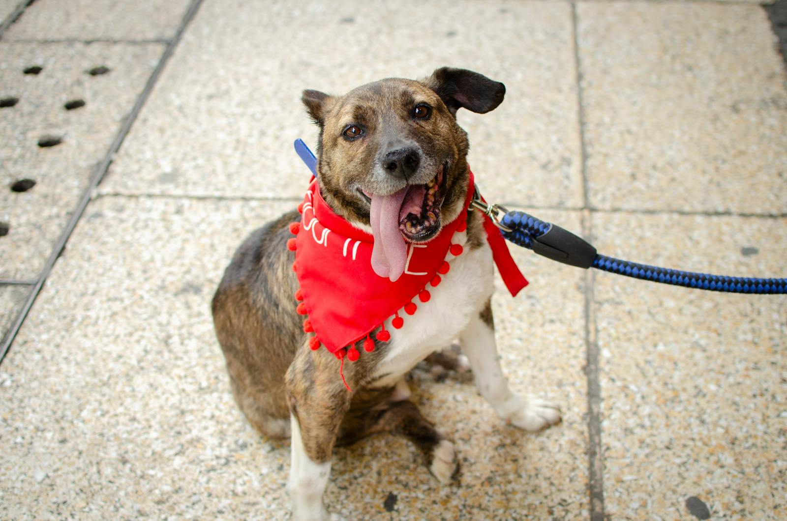 Dog Leash Laws in Massachusetts