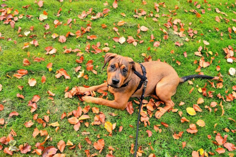 Dog Leash Laws in Ohio: What Every Responsible Owner Should Know