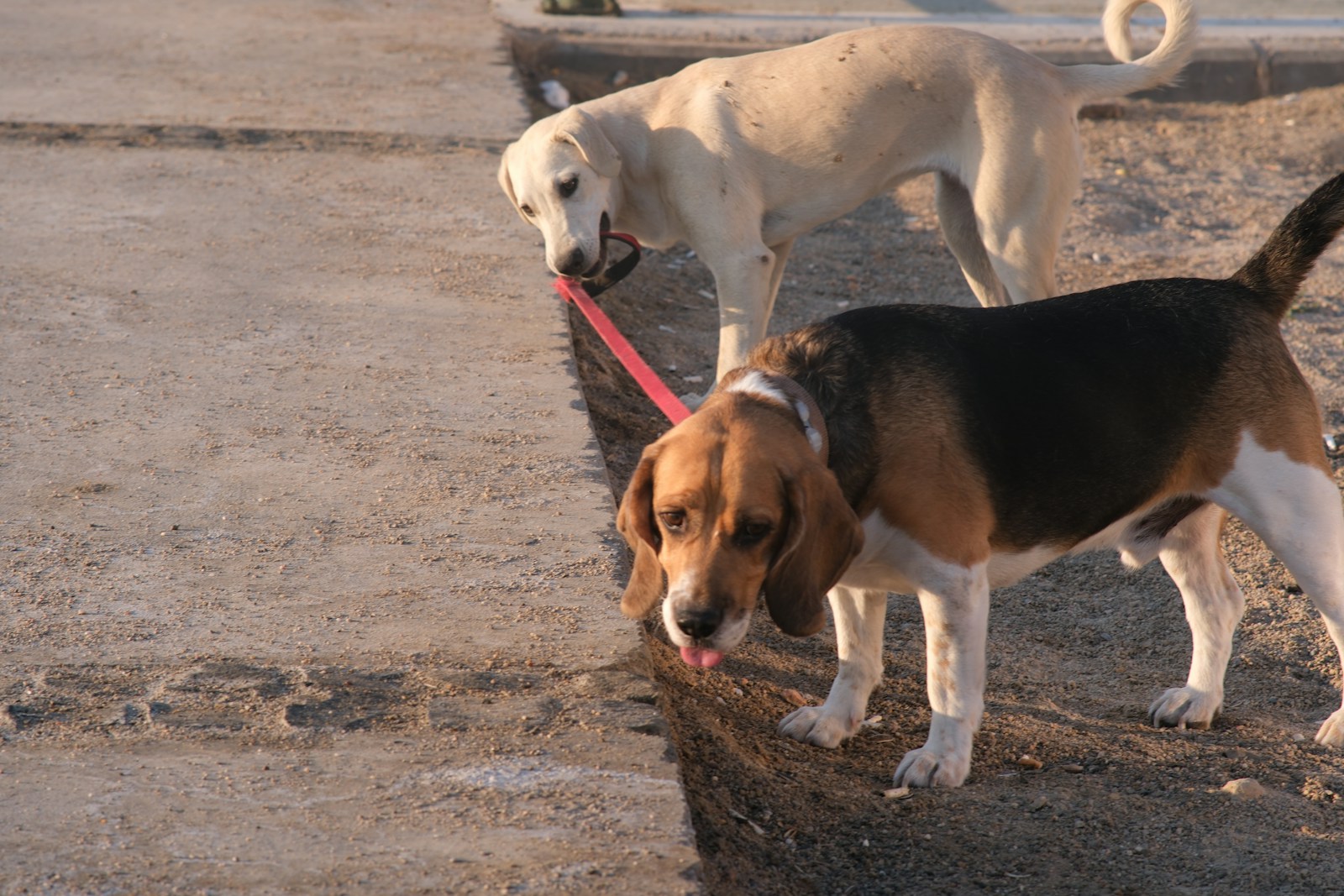 Dog Leash Laws in Michigan