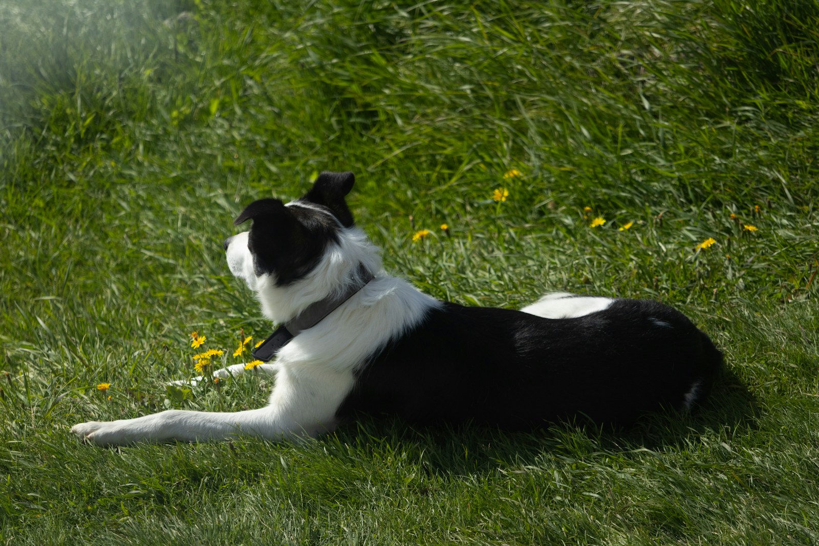 Dog Leash Laws in Minnesota